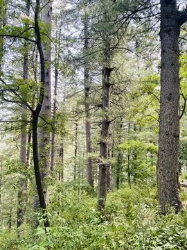 Dense Forest with Towering Trees Stock Photos
