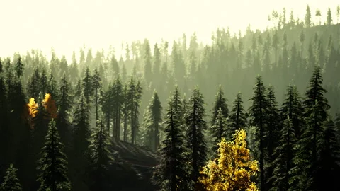 A dense forest with towering trees reaching towards the sky Stock Footage 251883844