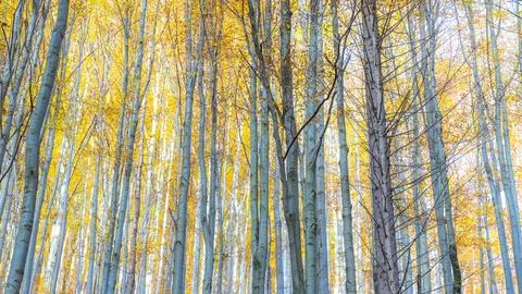 Dense forest of towering trees, their golden leaves creating a mesmerizing .. Stock Photos