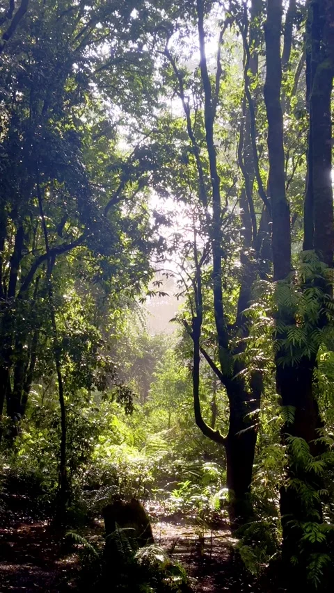 Dense forest trail glowing with soft sunlight Video stock 335431287