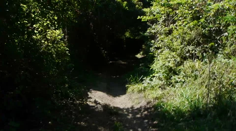 Dense Forest Trail Handheld Stock Footage 41607262