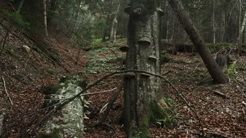 A dense forest with a tree covered in bracket fungi, surrounded by fallen logs Stock Footage 302572577