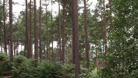 Dense Forest Tree Trunks Green Nature Shot Wilderness Stock Footage 97891840