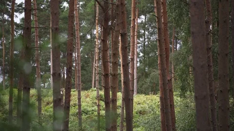Dense Forest Tree Trunks Green Nature Shot Wilderness Stock Footage 97891894