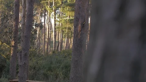 Dense Forest Tree Trunks Green Nature Shot Wilderness Stock Footage 97891978