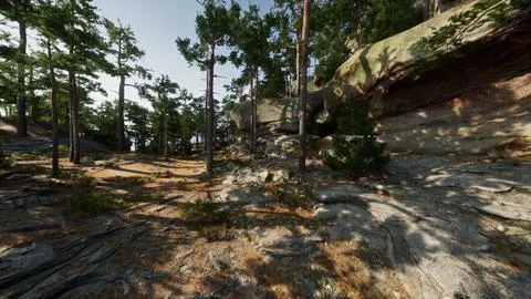 Dense Forest With Trees and Rocks Stock Illustration