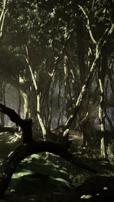 A dense forest with trees and shadows during morning light hours Stock-Footage 336580741