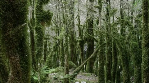 Dense forest with trees filled with green and wet moss, in France Stock Footage 212625475