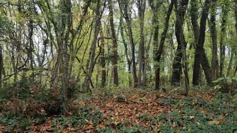 Dense forest trees with green foliage creating peaceful natural scenery Stock Footage 321551763