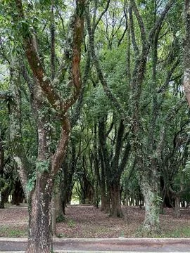 Dense forest trees with moss Stock Photos