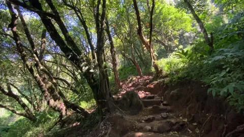 Dense forest trees at mountain hills with dirt road Видео 346838586