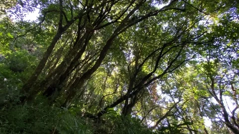Dense forest trees at mountain hills with dirt road Vidéo 346838591