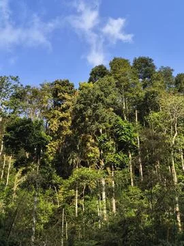 Dense Forest Trees on Mountain Slope in Bright Daylight Stock Photos