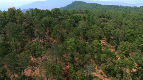 Dense Forest Trees At The Mountains Of Tapalpa, Jalisco, Mexico. Aerial Shot Stock Footage 319622928