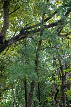 Dense Forest Trees With Strong Branch Structure Stock Photos