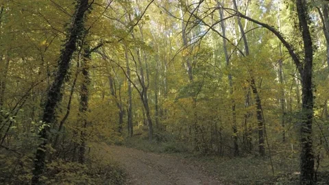 Dense forest with trees with yellow orange and green leaves Stock Footage 163767318