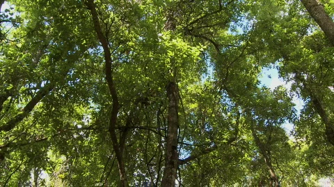 Dense forest of tropical trees, relaxed camera pan Stock Footage 340526