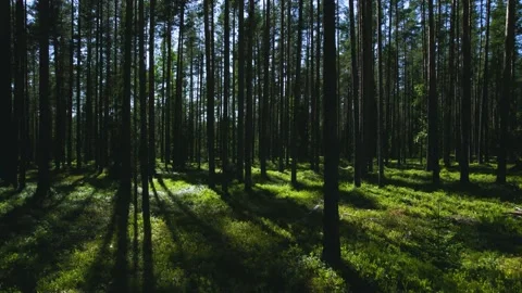 Dense forest trunks and sun rays that shine through tree branches. Deep Stock Footage 159571341
