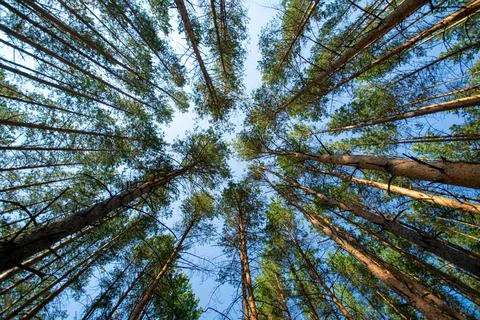Dense forest from the trunks of pine trees with green needles bottom up view Stock Photos