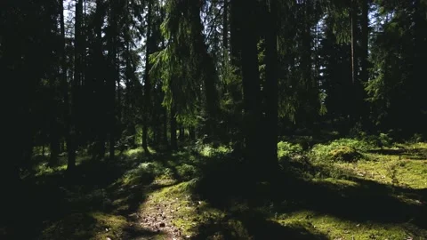 Dense forest trunks with sunlight shining through the branches of trees. A deep Vídeo Stock 159934410