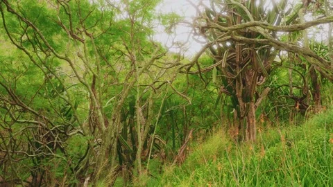 Dense Forest with Twisted Mossy Trunks and Lush Green Undergrowth Stock Footage 325751622