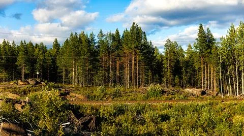 A dense forest under a blue sky with fluffy white clouds in the background Stock Photos