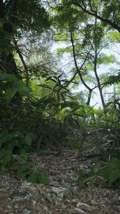 Dense Forest Undergrowth and Swaying Branches in Summer Light Stock Footage 340413763