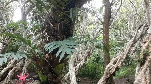 Dense Forest Undergrowth Stock Footage 329534832