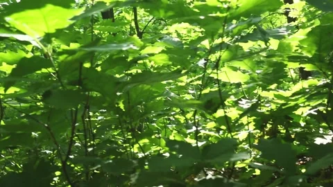 Dense forest undergrowth with layered green vegetation and filtered sunlight Stock Footage 313355848