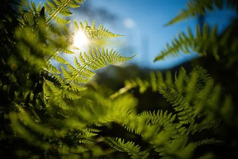 Dense forest undergrowth with multiple green fern leaves illuminated by sun Stock Photos