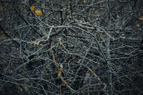 Dense forest undergrowth with twisted bare branches and sparse autumn leaves Stock Photos