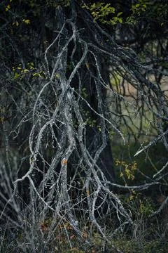Dense forest undergrowth with twisted bare branches and sparse autumn leaves Stock Photos