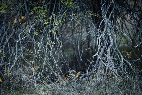 Dense forest undergrowth with twisted bare branches and sparse autumn leaves Stock-Fotos