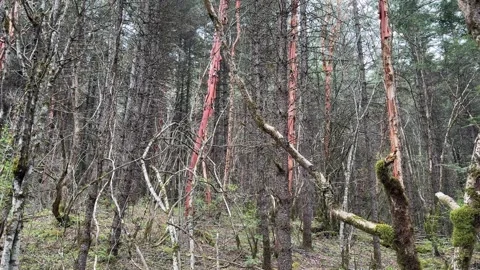 Dense Forest With Unique Red Bark Trees and Moss in Jiuzhaigou Valley, Sichuan Видео 337914755