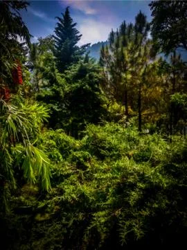 Dense forest in the valley under a hill Stock Photos