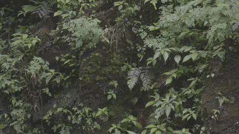 Dense Forest Vegetation Stock-Footage 343567350