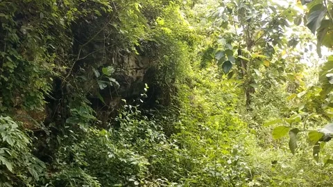 Dense forest vegetation or tropical rainforest Stock Footage 327513696