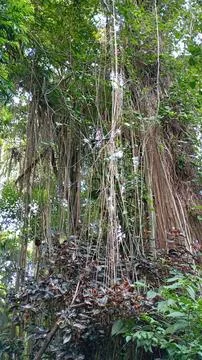 Dense forest vegetation with vines Stock Photos