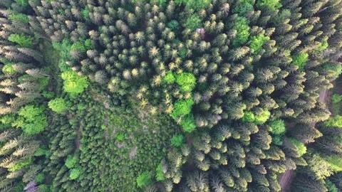 Dense forest in vertical view. Stock Footage 294386733