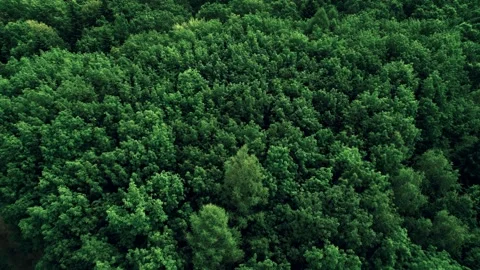 Dense forest, view from above. A drone flies over a dense forest. Stock Footage 275348179