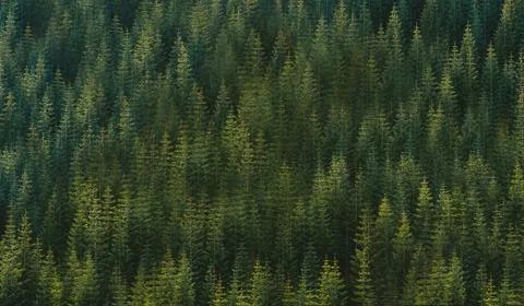 Dense forest view from above.Texture or background Stock Photos