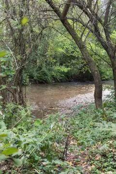 Dense forest with water 스톡 사진
