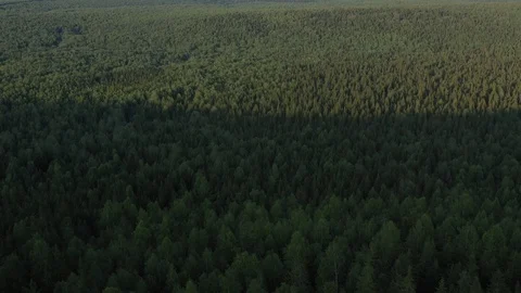 Dense forest, which is located near the rocks 스톡 동영상 120238928