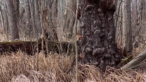 Dense forest wilderness in marsh wetlands in Central New York State Video stock 327917205