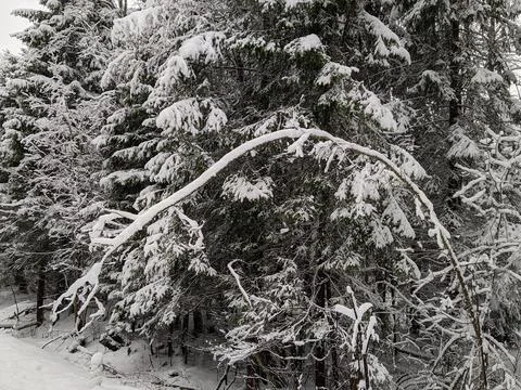 Dense forest in winter and trees covered with snow Fotos Stock