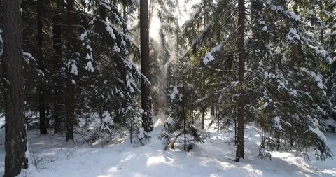 Dense forest in winter Stock Footage 95068398