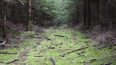 Dense forest without people wild nature Stock Footage 287933197