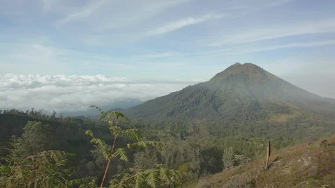 Dense forested area at the foot of a huge mountain Stock Footage 87145681