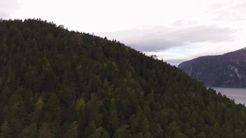 Dense Forested Hills Overlooking a Tranquil Norwegian Fjord 스톡 동영상 334151606