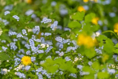 Dense forgetmenots creating soft background texture, shallow depth blur formi Stock Photos